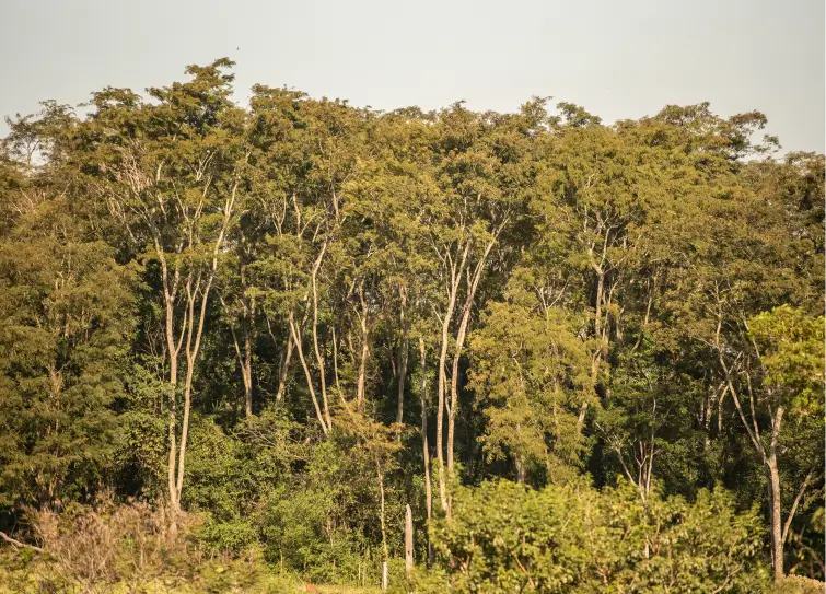 bosque_2