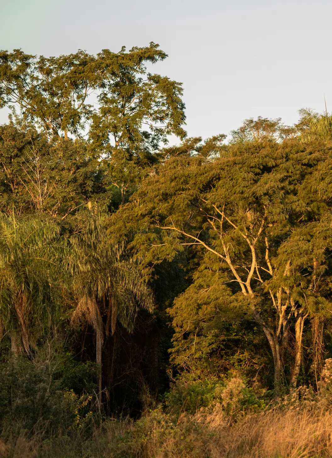 kepuku_sobrereserva